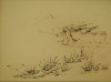 1927 ca. - Costa procidana con agavi